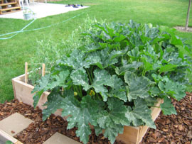 large-plant.jpg
