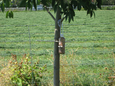 Bird Feeder in Tree