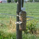 bird-feeder-tree-front-blog-100.jpg