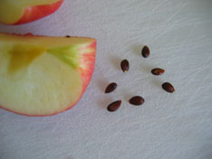 apples-science-seeds.jpg