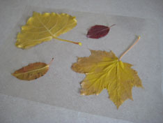 contact-paper-leaf-rubbings-060.jpg