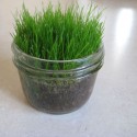 glass-jar-grass-march-054.jpg