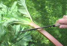 cut-rhubarb