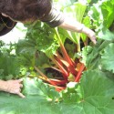 Rhubarb Plant