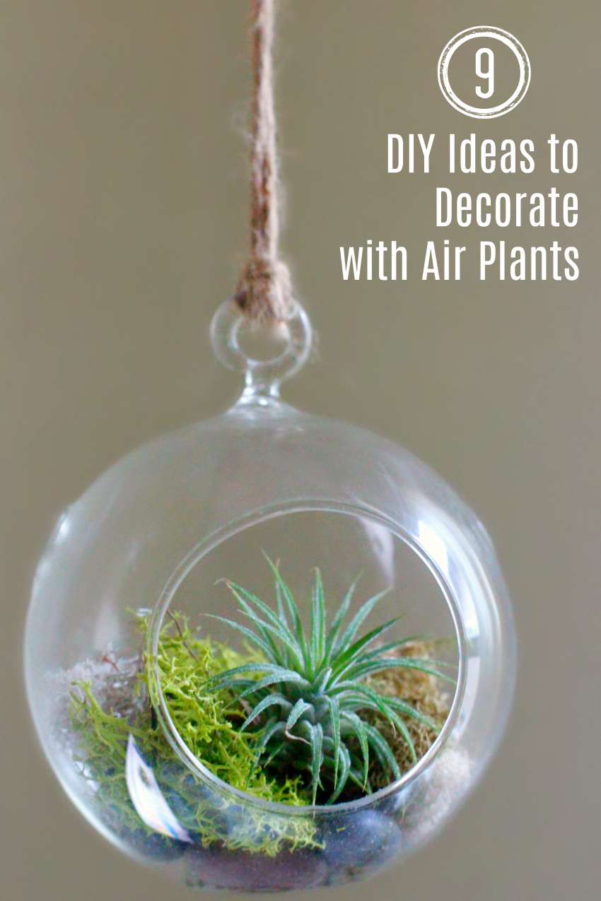9 Ideas to Decorate with Air Plants
