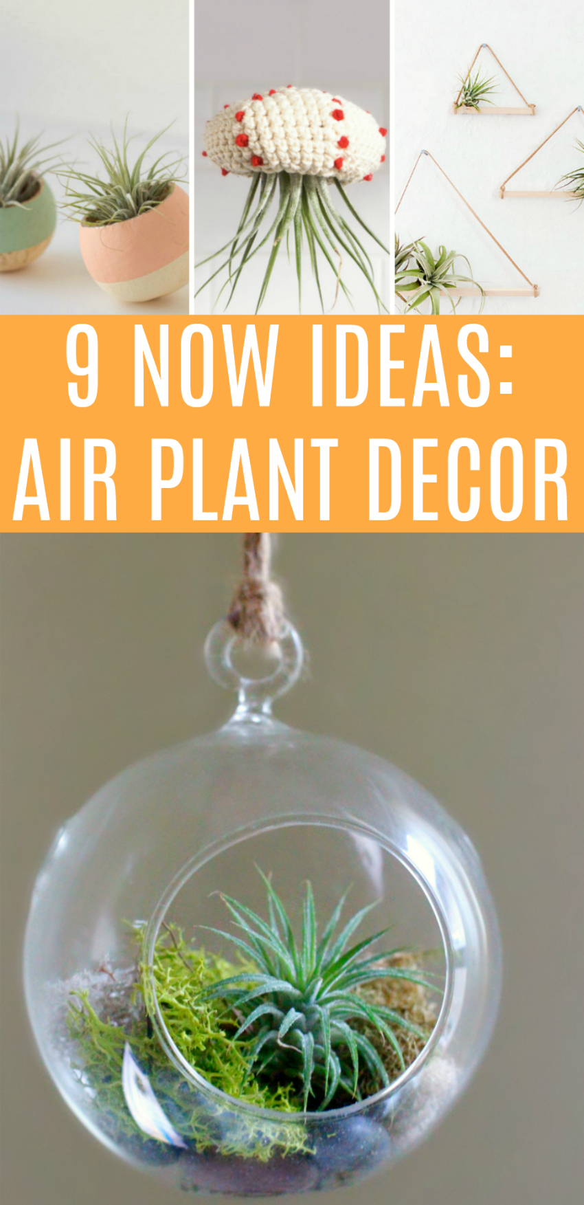 9 Now Ideas for Air Plant Decor