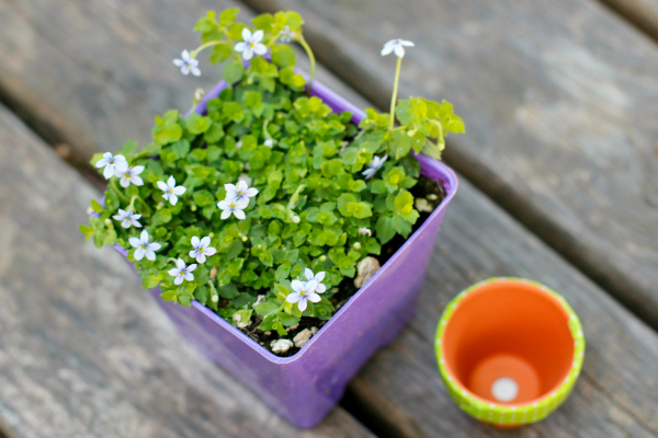 Blue Star Creeper Flowers for a Mini Flower Pot