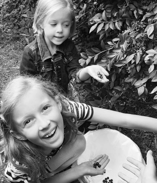 Blueberry Picking