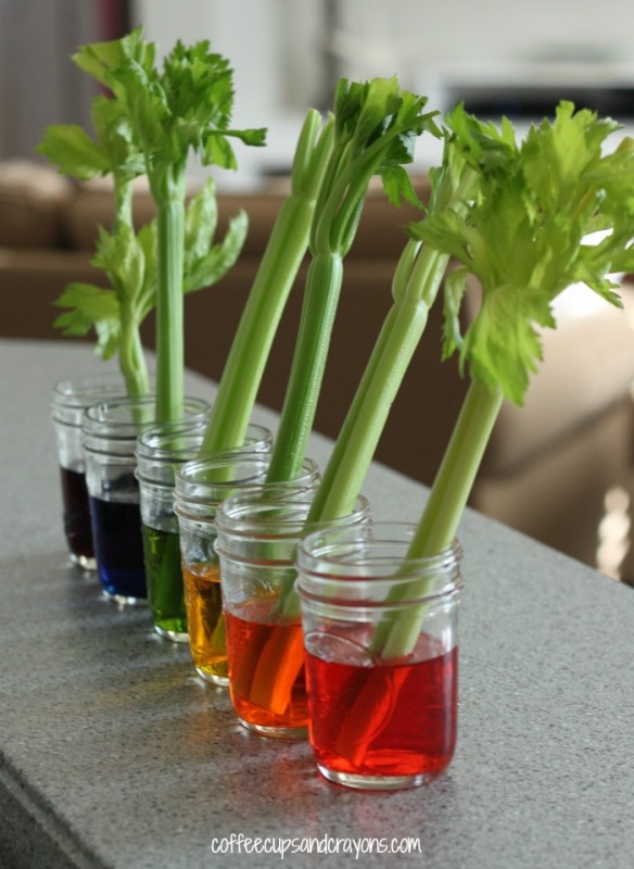Celery-Transpiration-Experiment-for-Kids