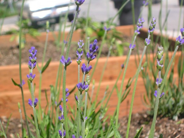 Green Thumbs & Dirty Fingernails