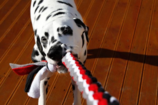 Square Knot Fleece Tug Toy