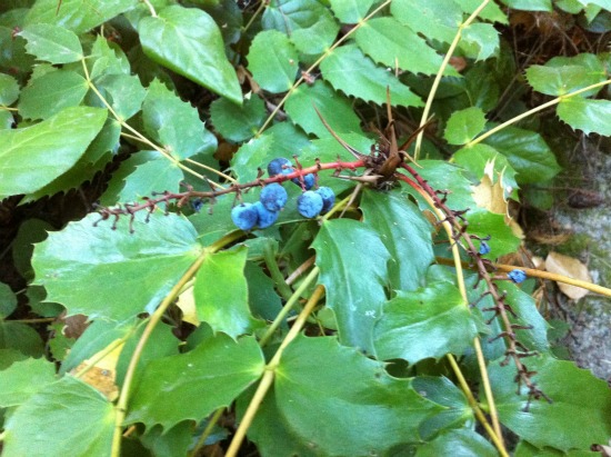 Finding berries on a hike