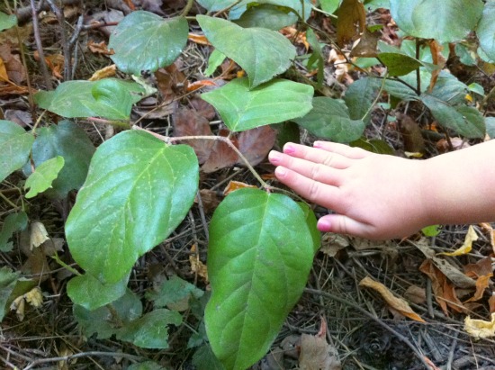 Finding leaves on a hike