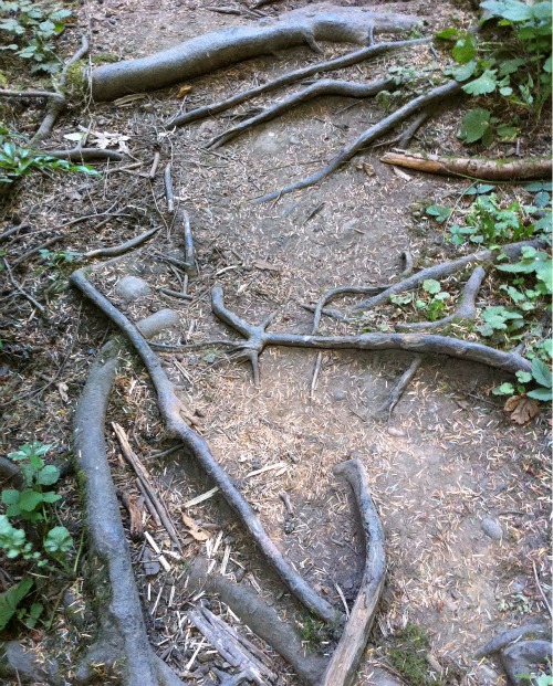 Finding roots on a hike