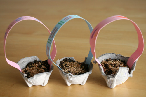 Growing Easter Grass in Recycled Egg Carton Containers