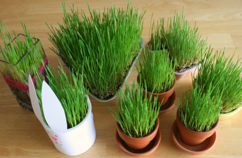 Growing-Wheatgrass-in-Spring-containers