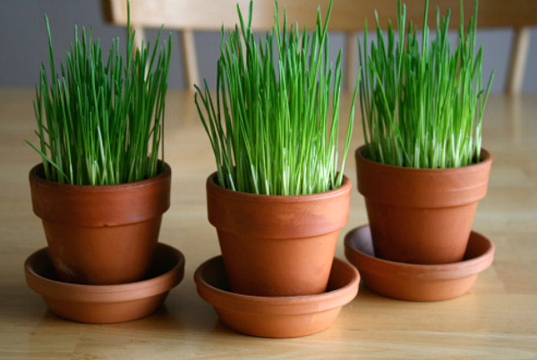 Wheatgrass plant clearance