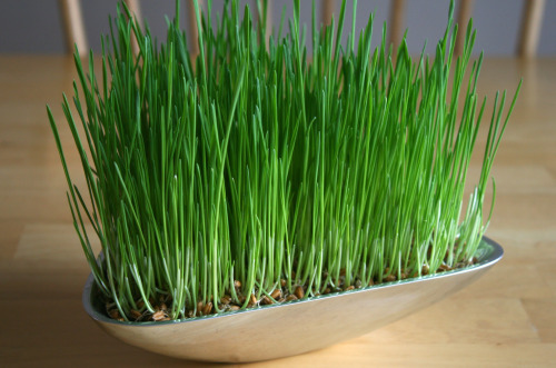 Growing Wheatgrass in Springtime Containers - Make and Takes