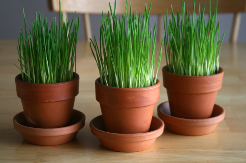 wheatgrass