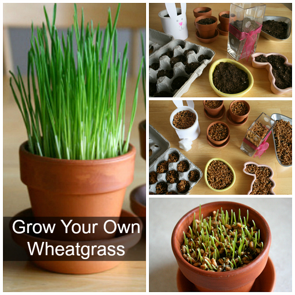 How to Grow Your Own Wheatgrass DIY