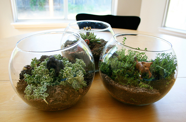 Make Terrarium - Make and Takes