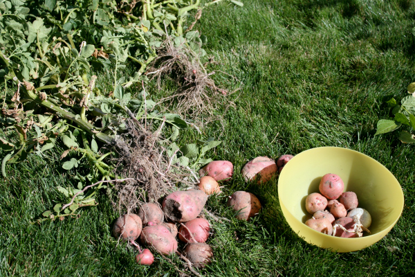 Planting Potatoes in a Garden