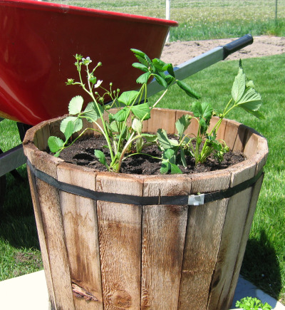 Planting in small pots