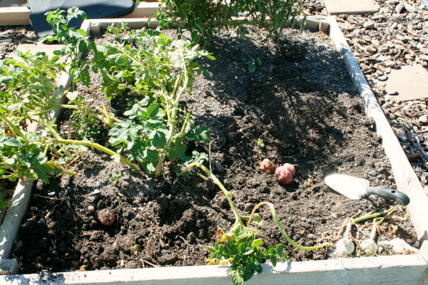 Potato Planting in a Garden