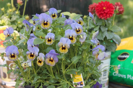 Purple Viola Plants