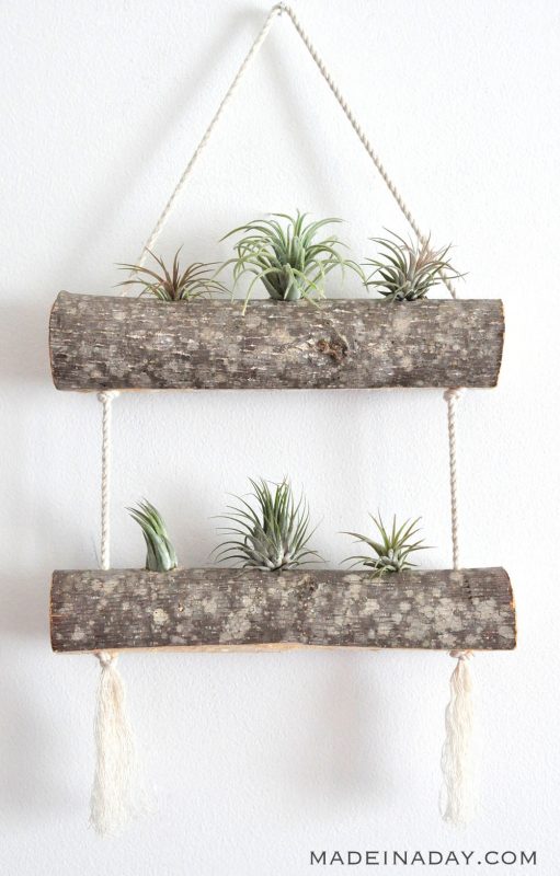 DIY Birch Air Plant Hanger: