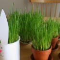 Wheatgrass containers