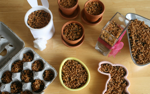 Wheatgrass-seeds-in-containers