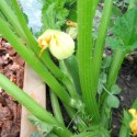 Zucchini Garden