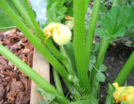 Zucchini Garden