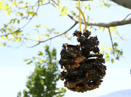 Hang a Bird Feeder