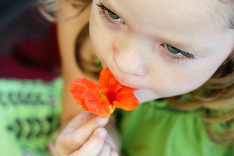 cate nasturtium flower tasting