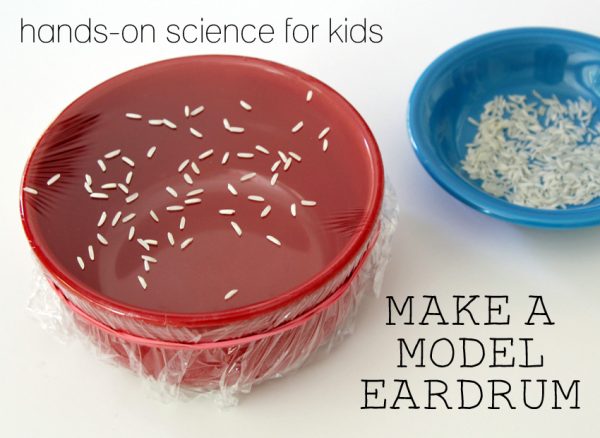 Hands-on science for kids: make a model eardrum