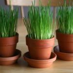 Grow Easter Wheatgrass