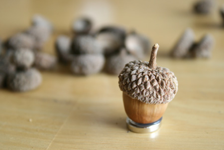 Acorn Magnet