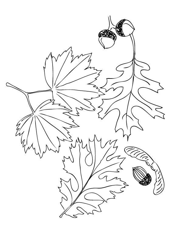 Fallen Leaves Coloring Page