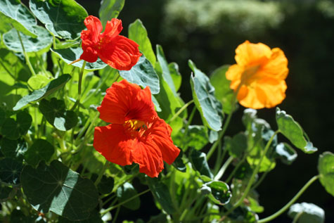 nasturtium flowers