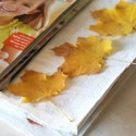 paper-towel-leaves