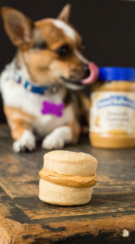 Peanut Butter Dog Treat Macarons