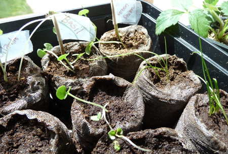seedlings