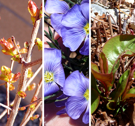 Spring
