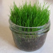 Growing Easter Grass