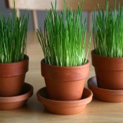 How to Grow Your Own Wheatgrass