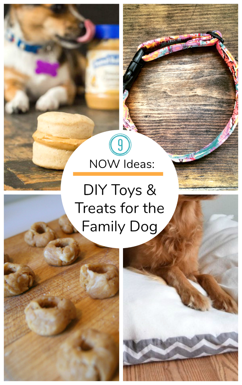 9 Now Ideas DIY Toys and Treats for the family dog