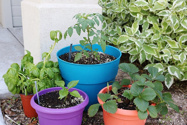 Container Gardening With Kids