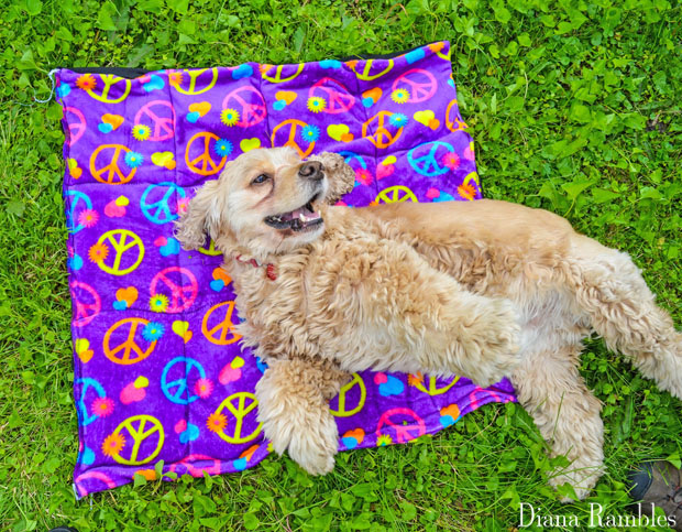 DIY-Dog-Summer-Cooling-Mat-Tutorial-with-a-Happy-Dog